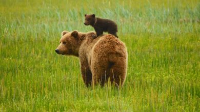 quand un ours devient un symbole écologique