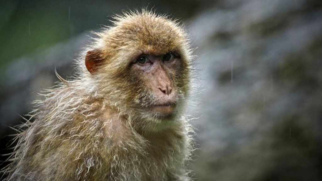 Des dizaines de singes s’échappent d’un centre de recherche, « aucun risque pour la santé » assure la police