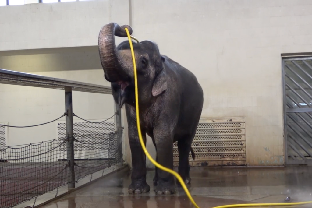 Mary, l’éléphant d’Asie qui réinvente la douche