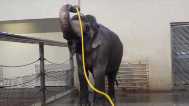 Mary, l’éléphant d’Asie qui réinvente la douche