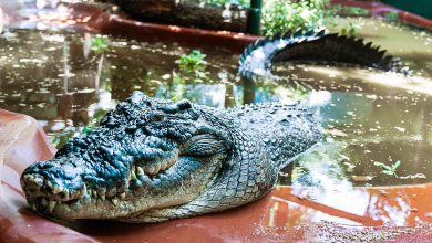 Cassius, le plus grand crocodile du monde en captivité, décède en Australie