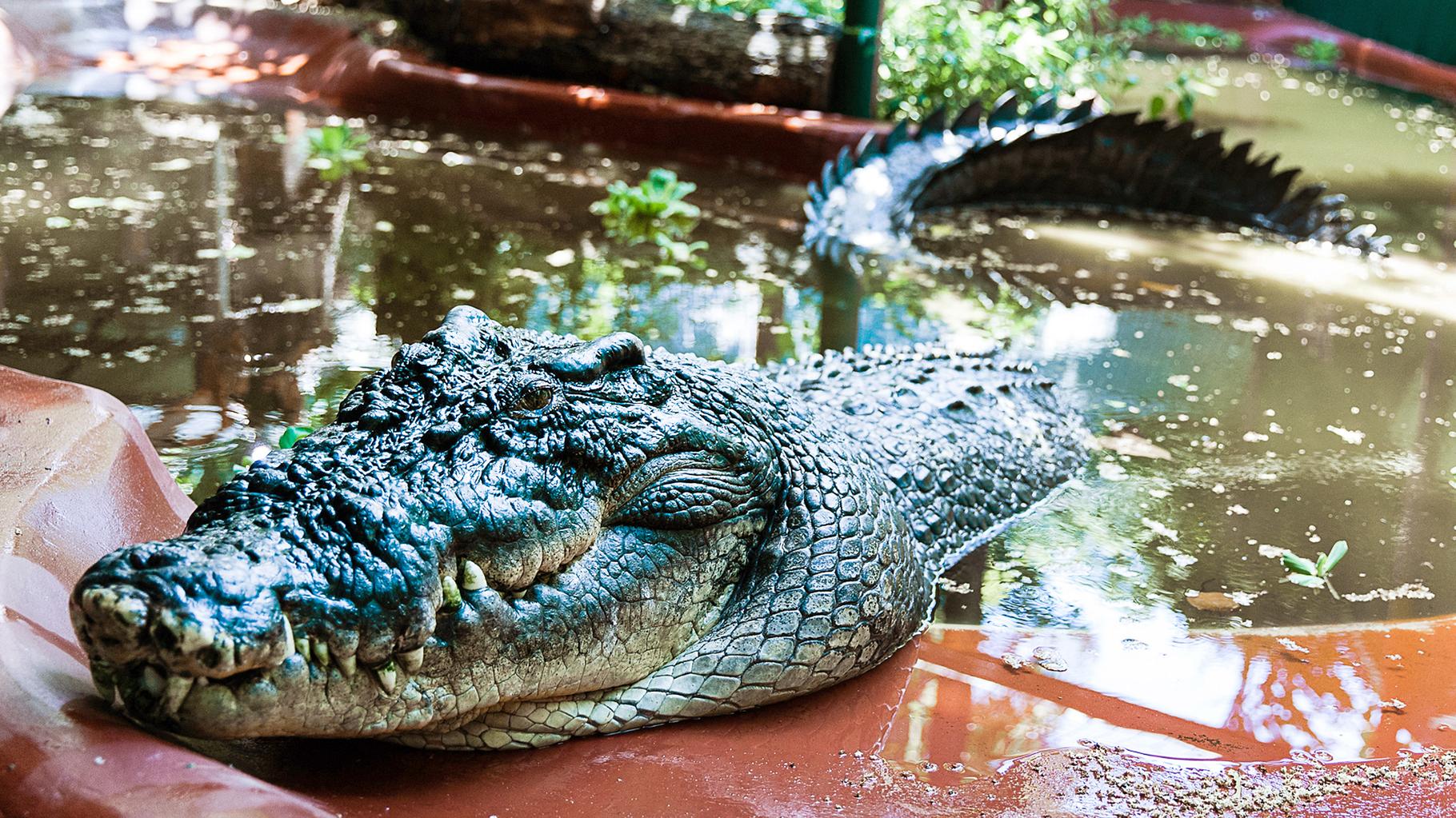 Cassius, le plus grand crocodile du monde en captivité, décède en Australie