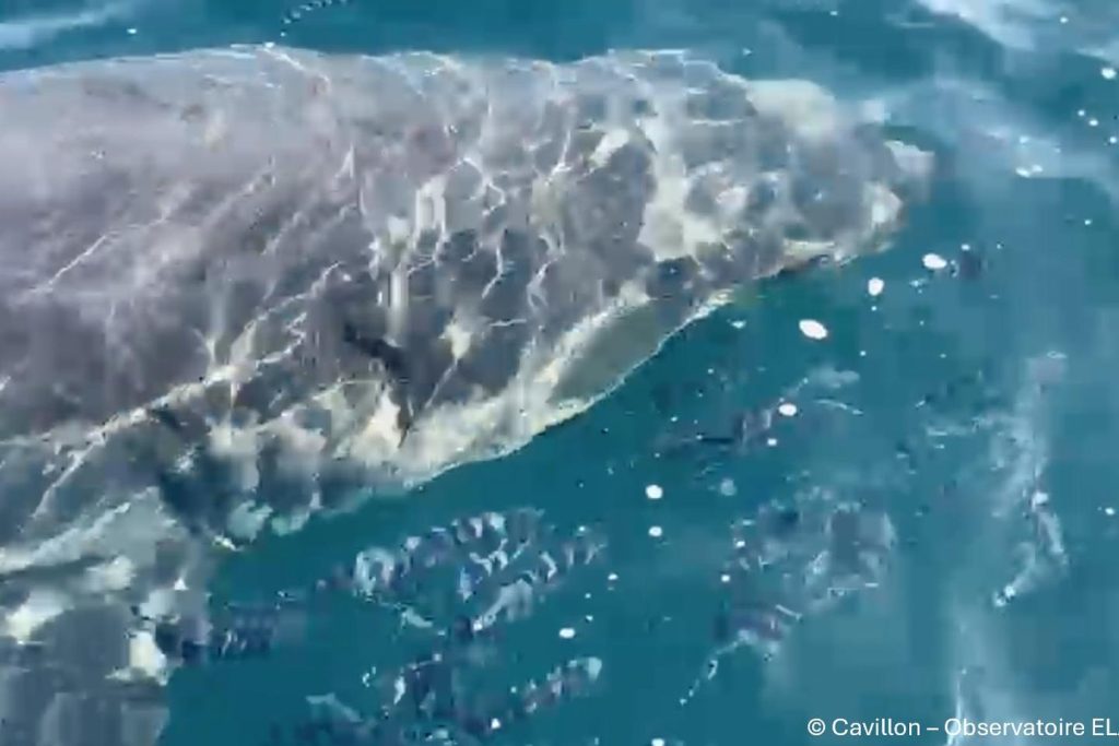 Un grand requin blanc observé en Méditerranée, au large du Var