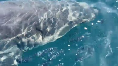 Un grand requin blanc observé en Méditerranée, au large du Var