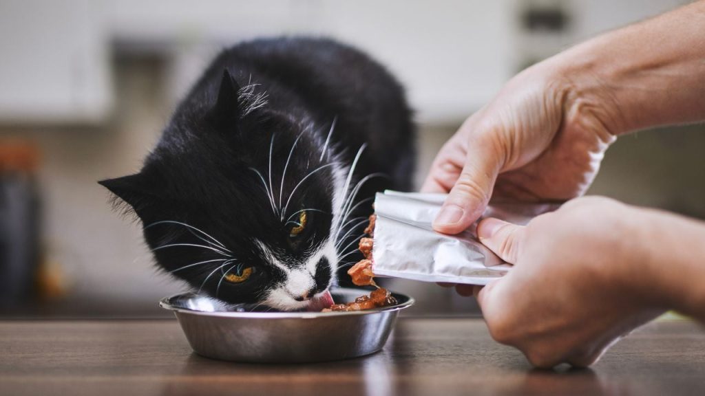 Ces croquettes pour chat sont les meilleures pour sa santé, selon ce vétérinaire