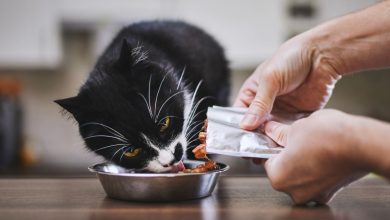 Ces croquettes pour chat sont les meilleures pour sa santé, selon ce vétérinaire