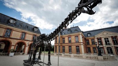 Un squelette de dinosaure géant vendu 6 millions d’euros dans les Yvelines