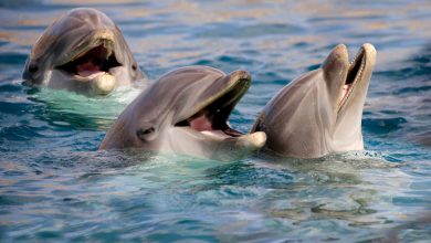 des dauphins surpris en train de se droguer avec une toxine mortelle !