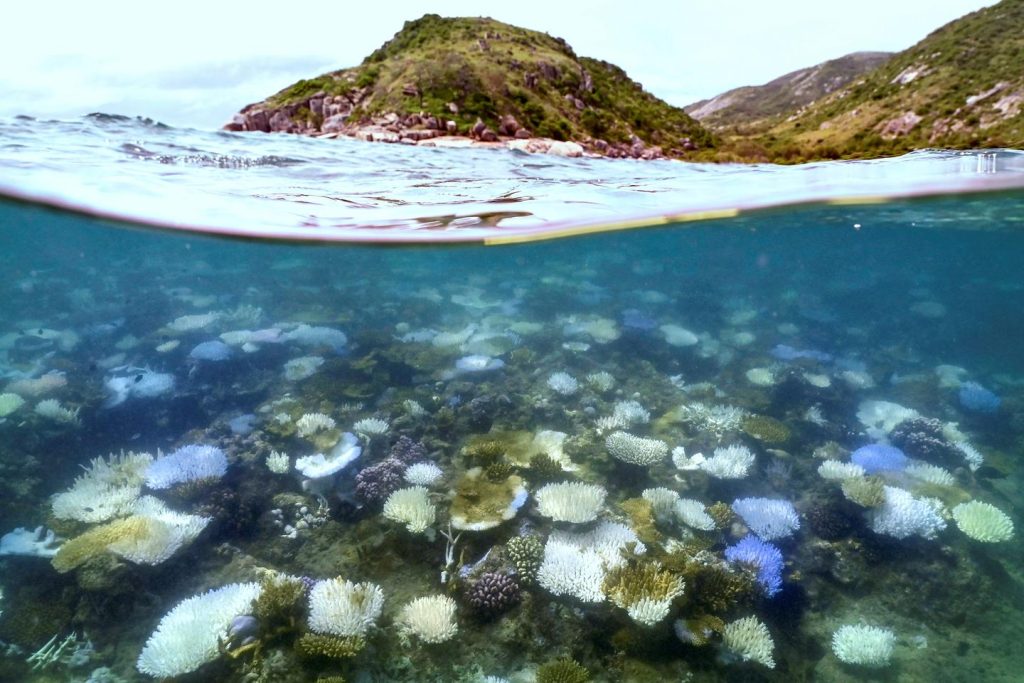 Les récifs coralliens se détériorent rapidement à cause du réchauffement climatique