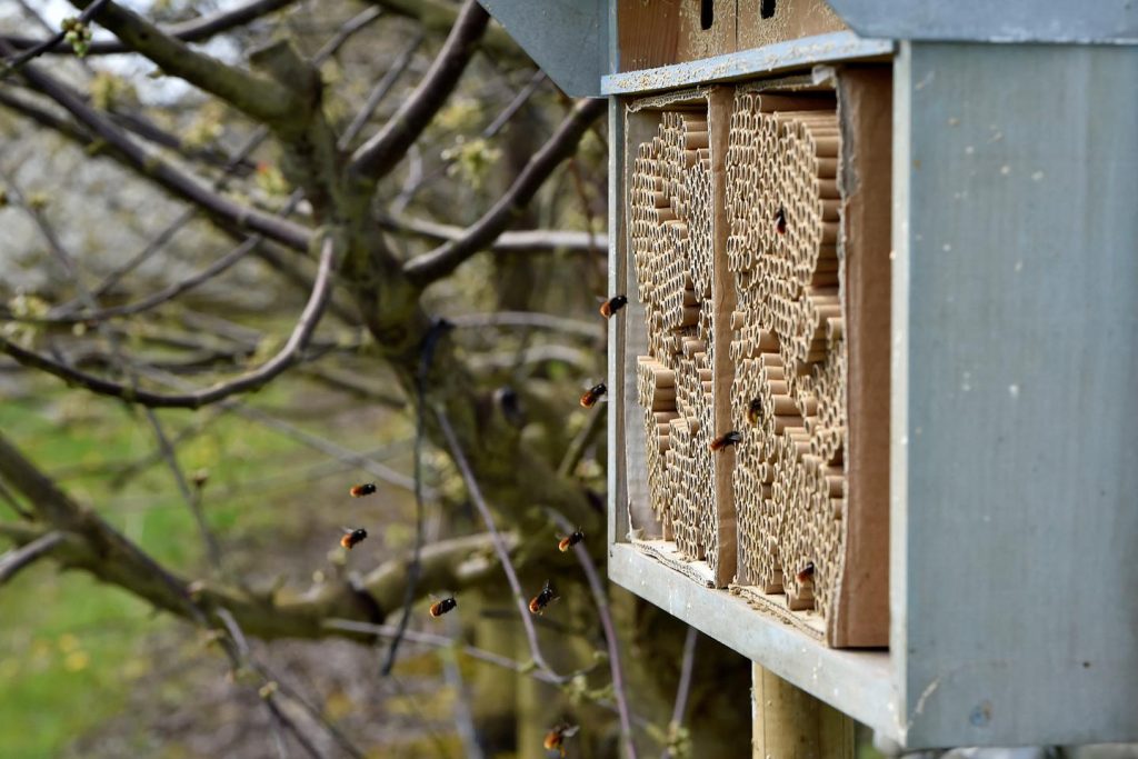 « Contrairement au réchauffement climatique, la crise de la biodiversité n’est pas comprise comme un risque par les classes dirigeantes »