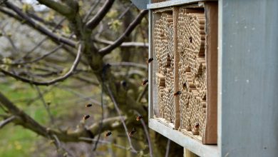 « Contrairement au réchauffement climatique, la crise de la biodiversité n’est pas comprise comme un risque par les classes dirigeantes »