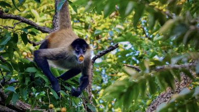 Quels sont les effets réels de l’alcool sur les animaux sauvages : des révélations surprenantes