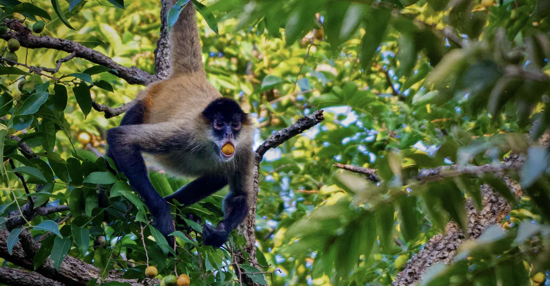 Quels sont les effets réels de l’alcool sur les animaux sauvages : des révélations surprenantes