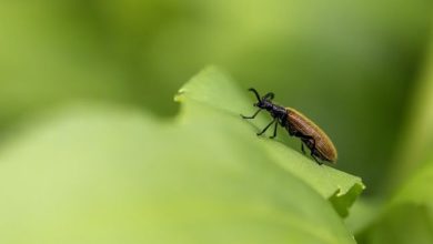 Un insecte mangeur de plastique découvert pour la première fois en Afrique