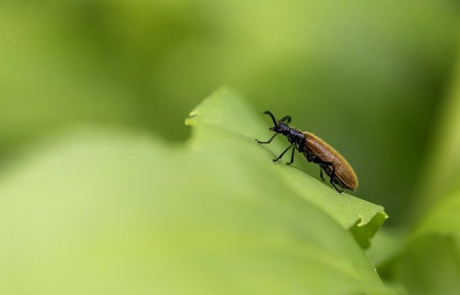 Un insecte mangeur de plastique découvert pour la première fois en Afrique