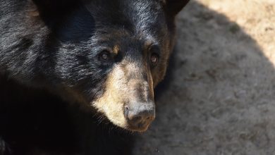 Belgique. Terrible incident dans l’immense parc Pairi Daiza avec la mort d’un ours : que s’est-il passé