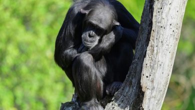 Les outils des chimpanzés deviennent plus sophistiqués grâce aux échanges, selon une étude