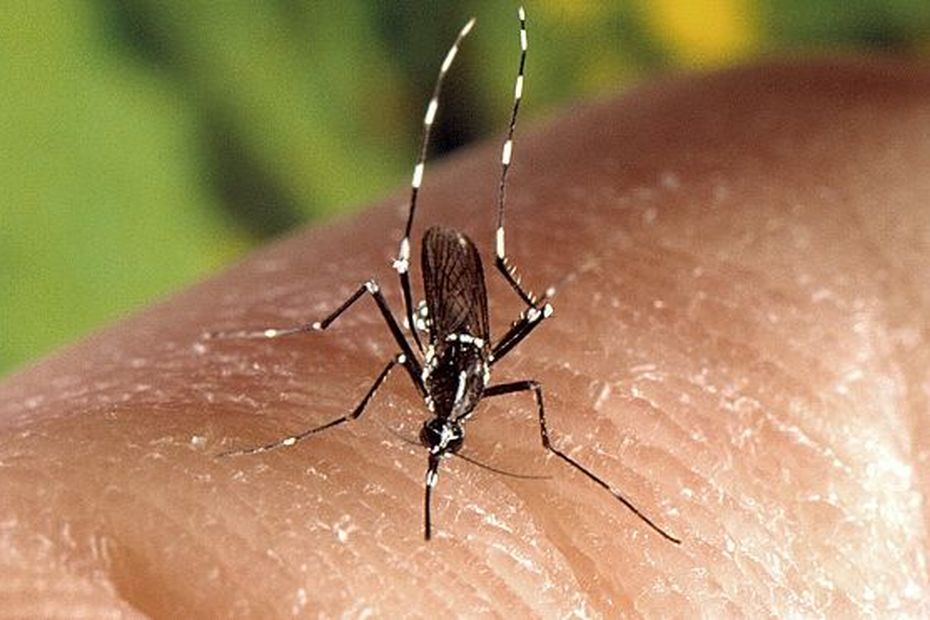 Trois nouveaux cas de chikungunya, une nouvelle commune touchée