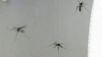 4 nouveaux cas de chikungunya confirmés à La Réunion, dont un cas isolé à Saint-Pierre