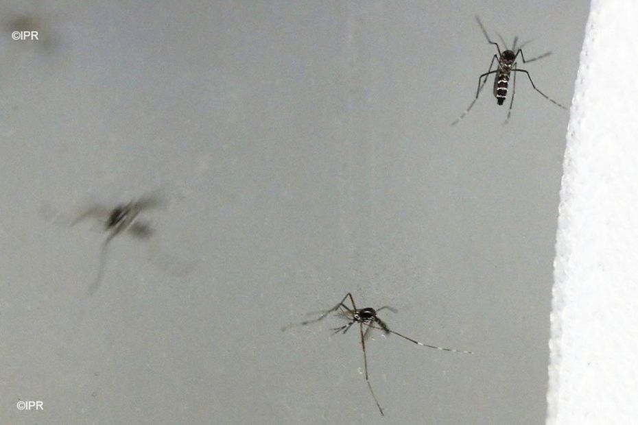 4 nouveaux cas de chikungunya confirmés à La Réunion, dont un cas isolé à Saint-Pierre