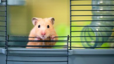 avion cloué au sol pendant cinq jours après la fuite de 132 hamsters