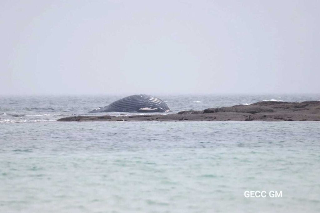 Une baleine s’échoue dans le Val de Saire à proximité des parcs à huîtres, une considération pour l’évacuer