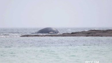 Une baleine s’échoue dans le Val de Saire à proximité des parcs à huîtres, une considération pour l’évacuer