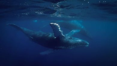 L’ADN hybride révèle des croisements inter-espèces inattendus