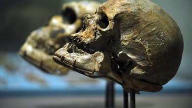 Des croisements insoupçonnés entre membres du genre « Homo » : Sapiens, Néandertaliens, Dénisoviens