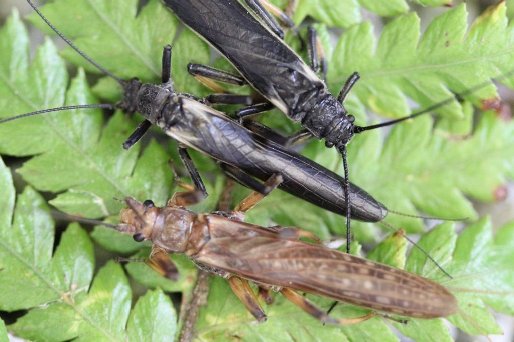 Les perles, ces insectes dont les humains ont transformé la couleur