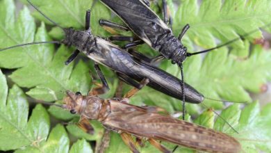 Les perles, ces insectes dont les humains ont transformé la couleur