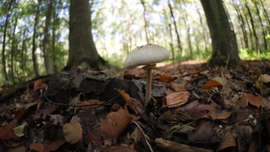 Tarn-et-Garonne : un septuagénaire, disparu après être allé cueillir des champignons, retrouvé dans un fossé