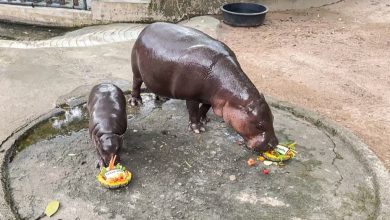 Moo Deng, star des réseaux sociaux, bébé hippopotame, prédit la victoire de Trump