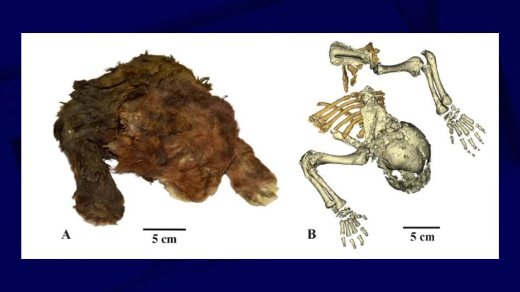 un chaton à dents de sabre momifié depuis 37 000 ans retrouvé dans la glace