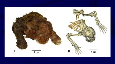 un chaton à dents de sabre momifié depuis 37 000 ans retrouvé dans la glace