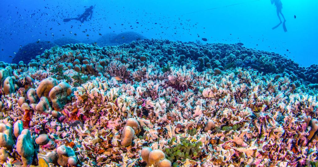 le plus gros corail du monde découvert aux îles Salomon dans le Pacifique – Libération