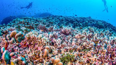 le plus gros corail du monde découvert aux îles Salomon dans le Pacifique – Libération