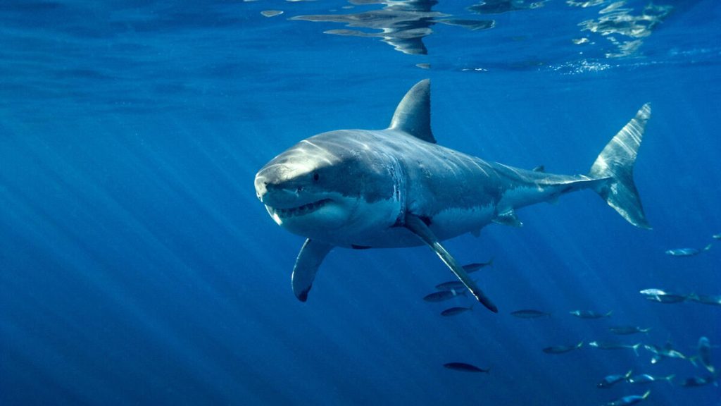 Var : un grand requin blanc observé dans les eaux de Porquerolles