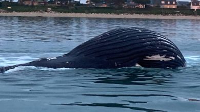 Une baleine morte s’échoue sur les côtes de la Manche, la carcasse dérive vers les parcs à huîtres