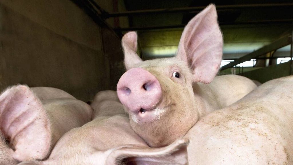 Une jeune Russe de 17 ans meurt mangée par des cochons après avoir été assommée par un voisin