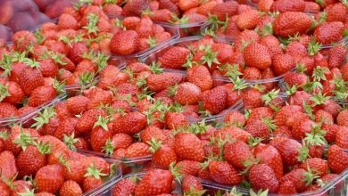 En soutien aux agriculteurs, les Mousquetaires arrêtent de vendre des fraises et des cerises à la fin de l’année