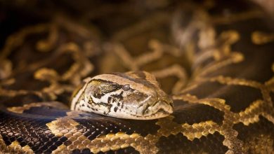 Un serpent gigantesque filmé « sautant » au visage d’un résident australien