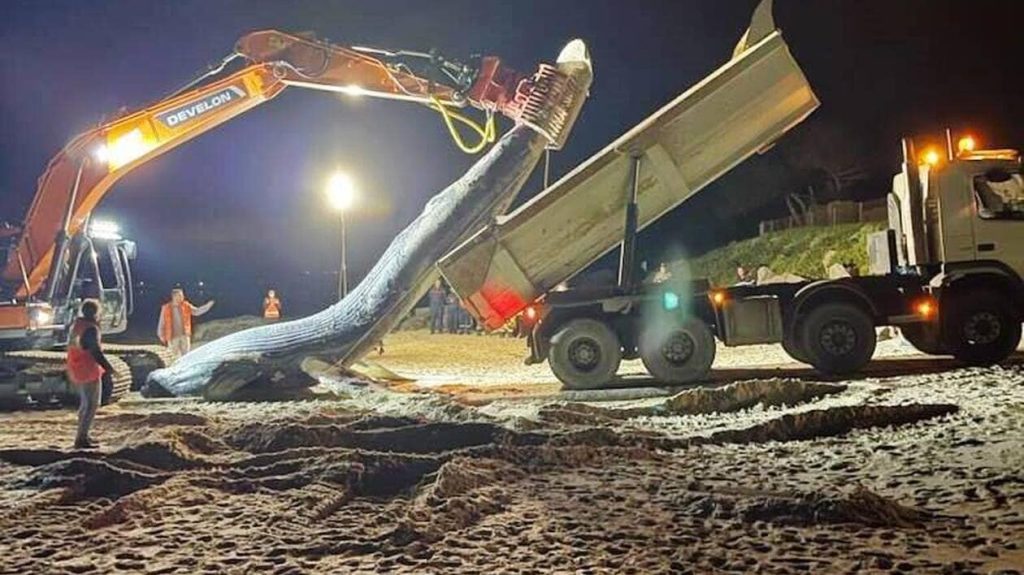 Ce que l’on sait de la baleine échouée sur les côtes normandes avant son autopsie