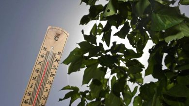 20,2°C enregistrés dans les Côtes-d’Armor, alors qu’il y a trois jours il neigeait…