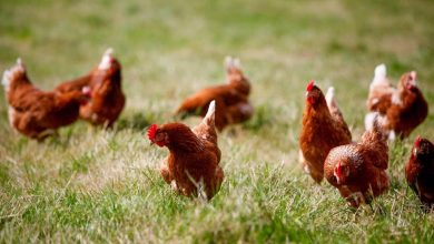 Un nouveau foyer de grippe aviaire détecté en Bretagne