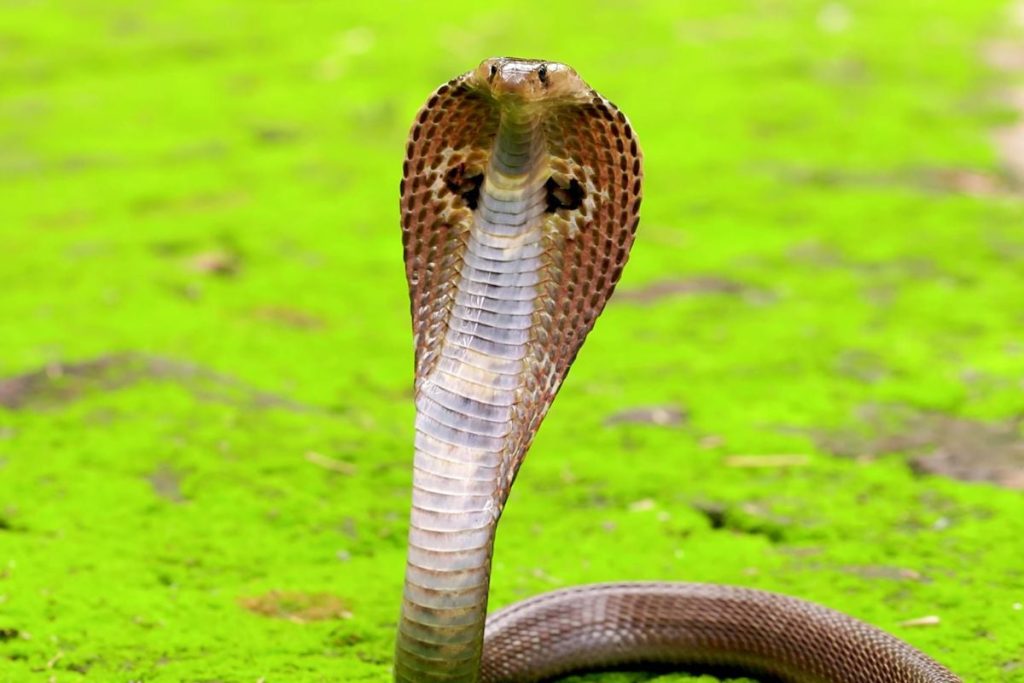 Découverte du serpent le plus meurtrier de la planète qui n’avait pas encore livré tous ses secrets après 188 ans