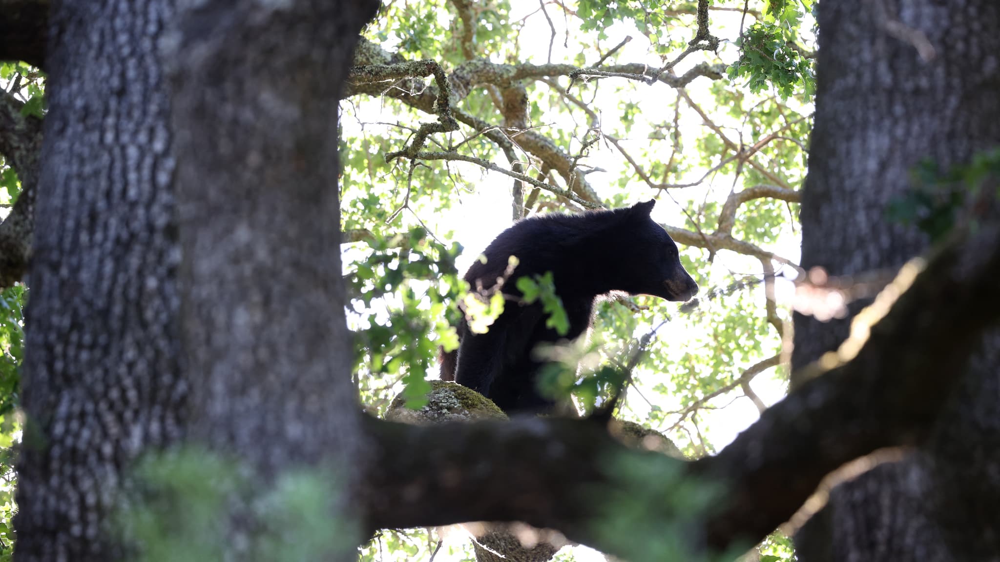 Un ours du zoo de Pairi Daiza meurt après s’être battu avec un autre ours dans son enclos