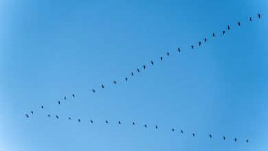 Pourquoi les grues volent-elles en forme de « V » ? Les explications de Charente Nature et les plus belles photos des lecteurs