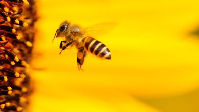 Une simple abeille contrecarre les plans de Meta en IA