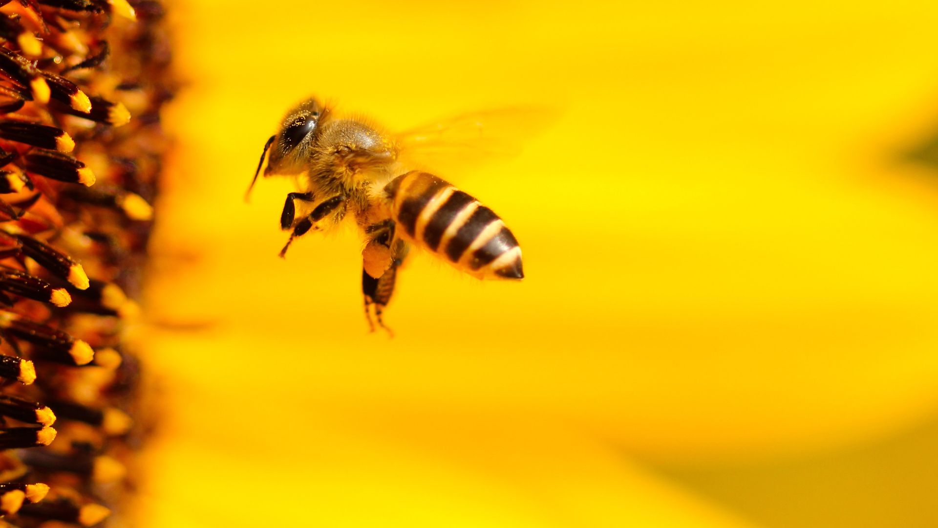 Une simple abeille contrecarre les plans de Meta en IA